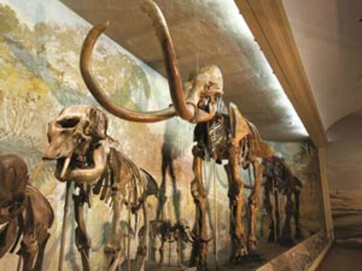 Mammoth skeleton in Morrill Hall